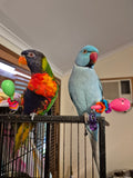 Maraca Foot Toy