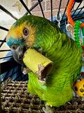 Birdie Bite Bagel Short