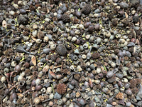Australian Native Nuts and Pods