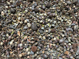Australian Native Nuts and Pods