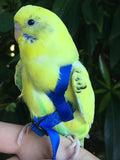 Mini Aviator harness and leash for small birds like lovebirds and budgies