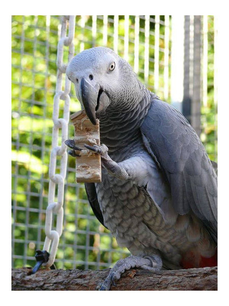 Bird Kabob - Yucca Parrot Chips