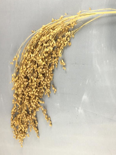 French White Millet Sprays