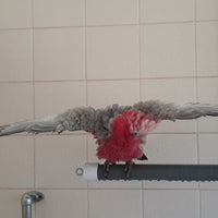 Shower & Window Perch