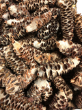 Banksia Nuts