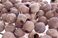 Gumnuts Medium/Large