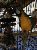 Natural Big Beak