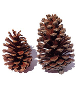 Pine Cones